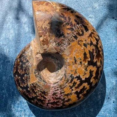 Gorgeous specimen ammonite