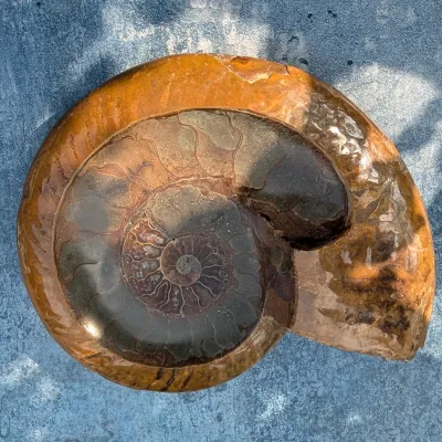 Ammonite carved bowl
