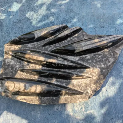Orthoceras fossils sculpture carving