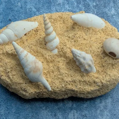 Fossil shells unusual gift mineral collector 