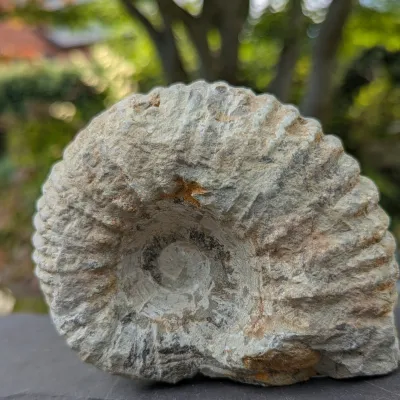 Interesting raw stone ammonite