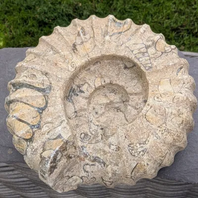 Ammonite sculpture fossilstone