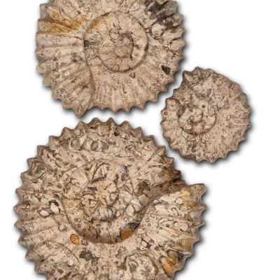 Fossilstone unusual home decoration