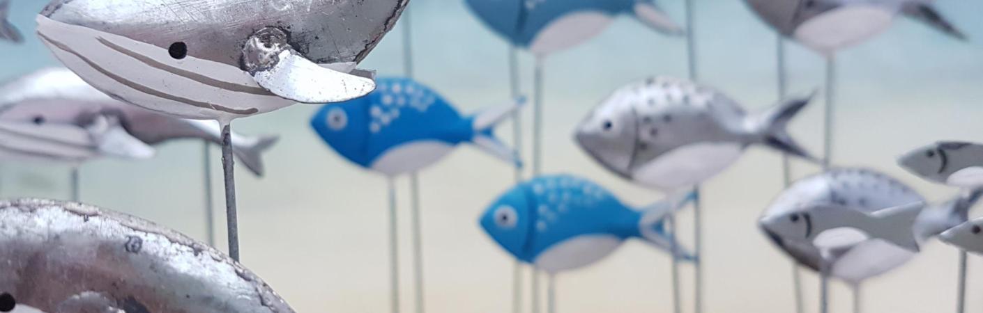 whales dolphins fishies fish