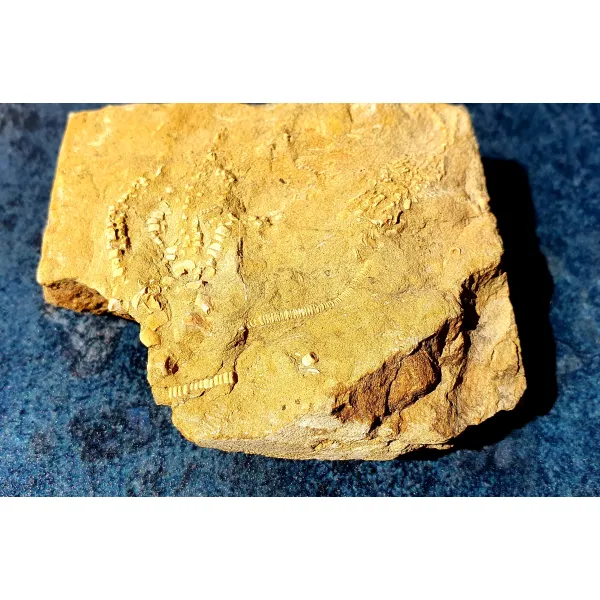Crinoid fossil upper mississippian