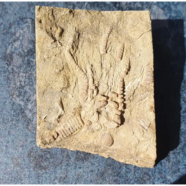 Fantastic crinoid Sea lily specimen fossil