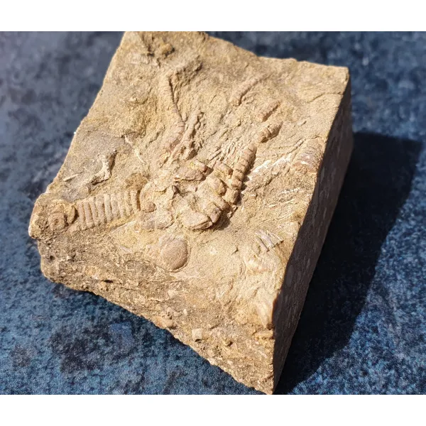 Mississippian crinoid fossil