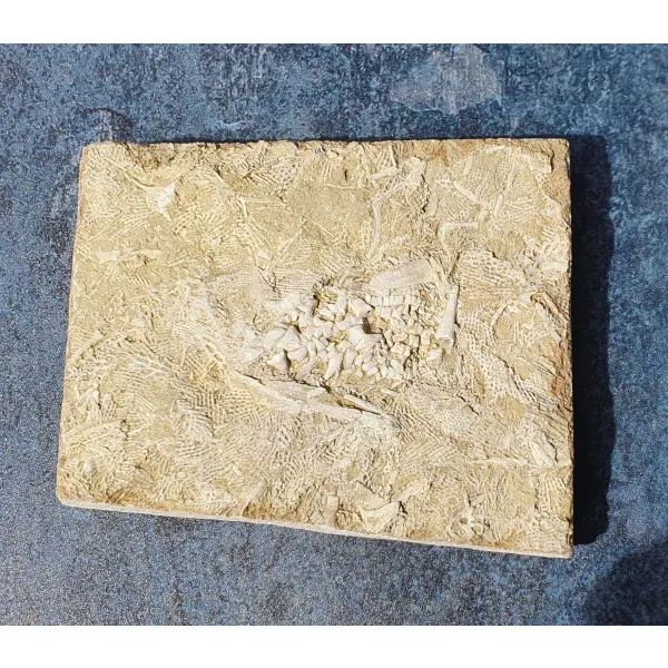 Crinoid sea lily fossil