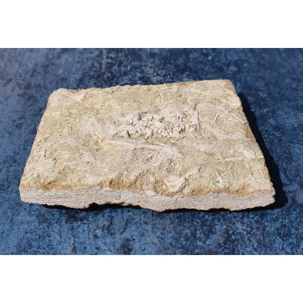 Fossil hunters gift fine specimen