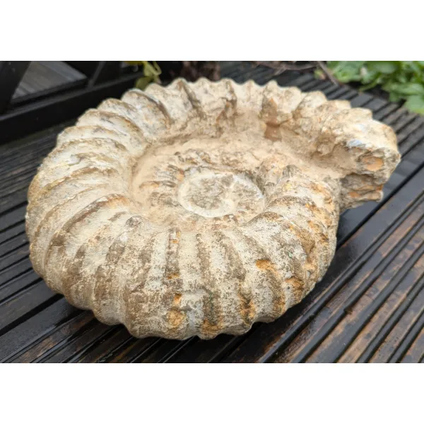 Fossil specimen large ammonite