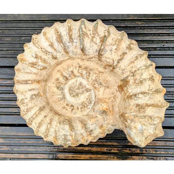 Large ammonite Agadir Morrocco
