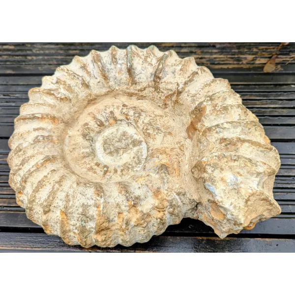 Huge ammonite fossil display