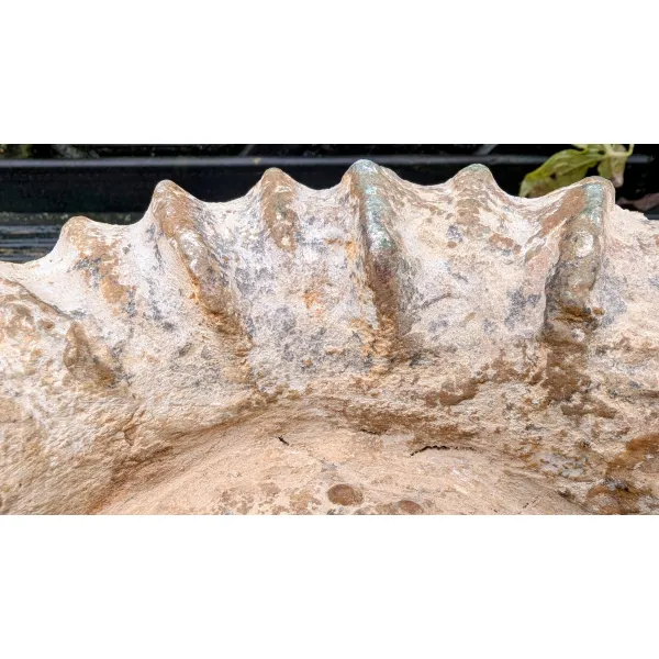 Morocan Agadir Ammonite fossil