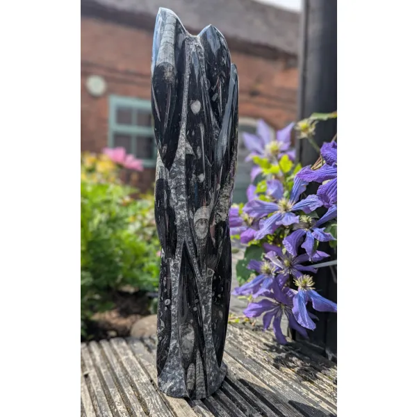 Fabulous fossil specimen 