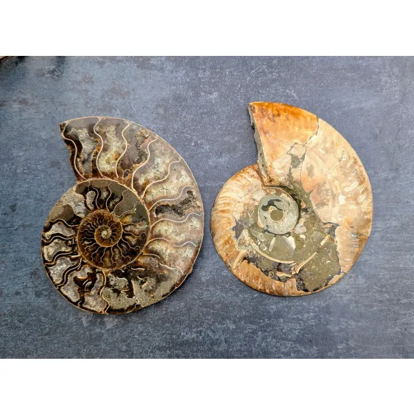 Whole ammonite pair