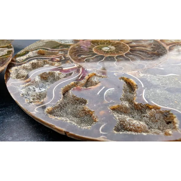 Natural geological fossil pieces