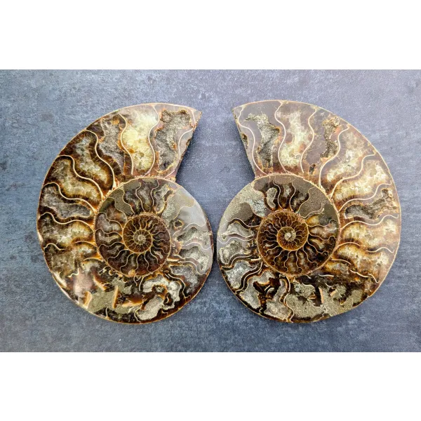 Beautiful ammonite pair