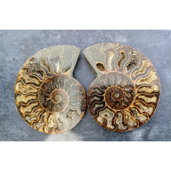 Ammonite fossils for sale UK