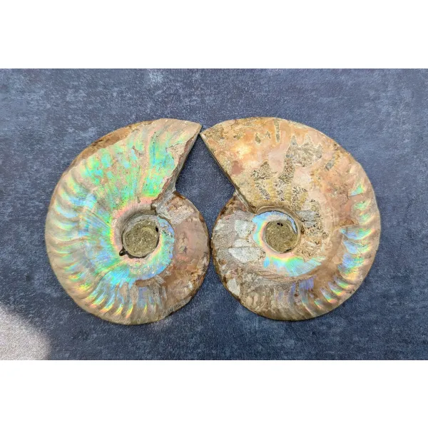 Ammonite fossil rainbow shine