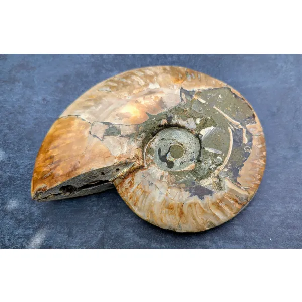 Large ammonite home decor