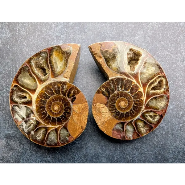 Ammonite pairs to buy for sale
