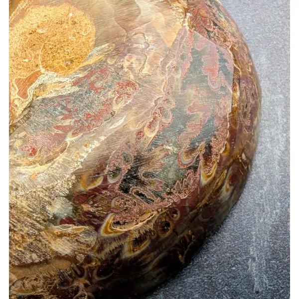 Ammonite fissure