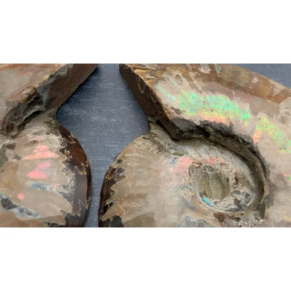 Rainbow Ammonite collector minerals for sale