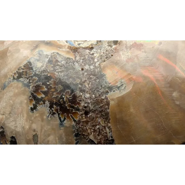 Ammonite sutures fossils for sale