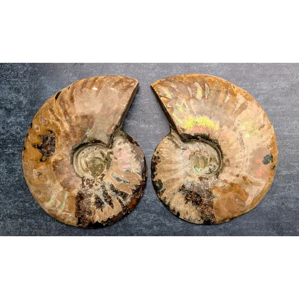 Fossil mineral collector near Tamworth