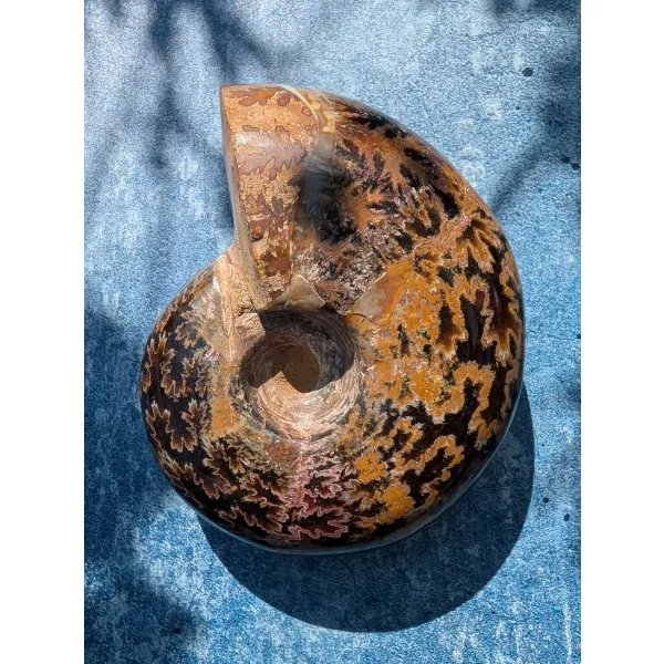 Gorgeous specimen ammonite