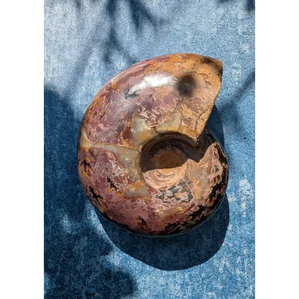 Gift for men spiral ammonite collectors piece
