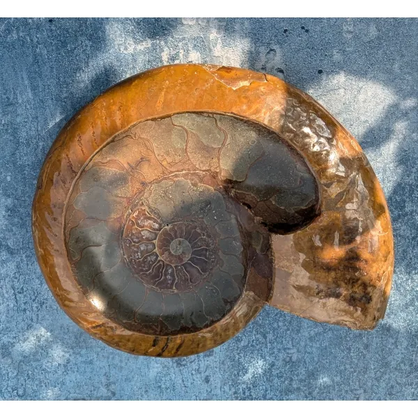 Ammonite carved bowl