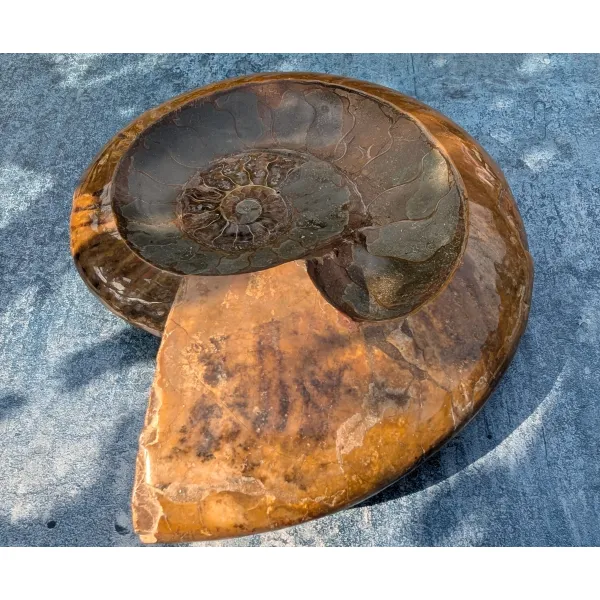 Fossil minerals with wow factor