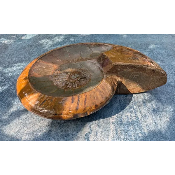 Unusual polished fossil ammonite