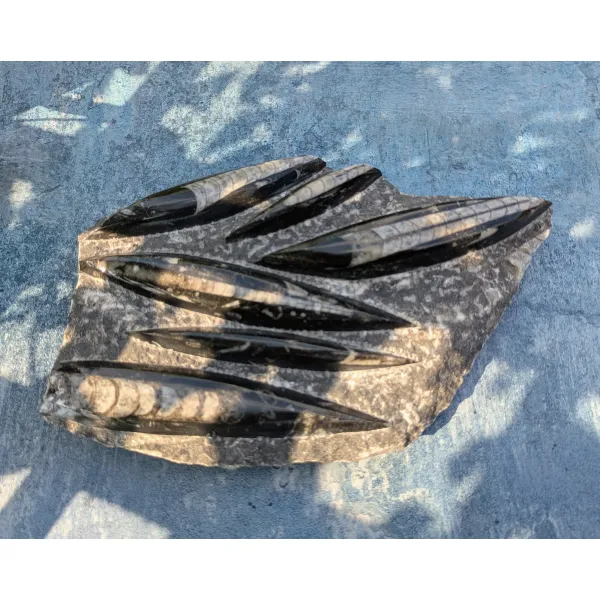 Orthoceras fossils sculpture carving