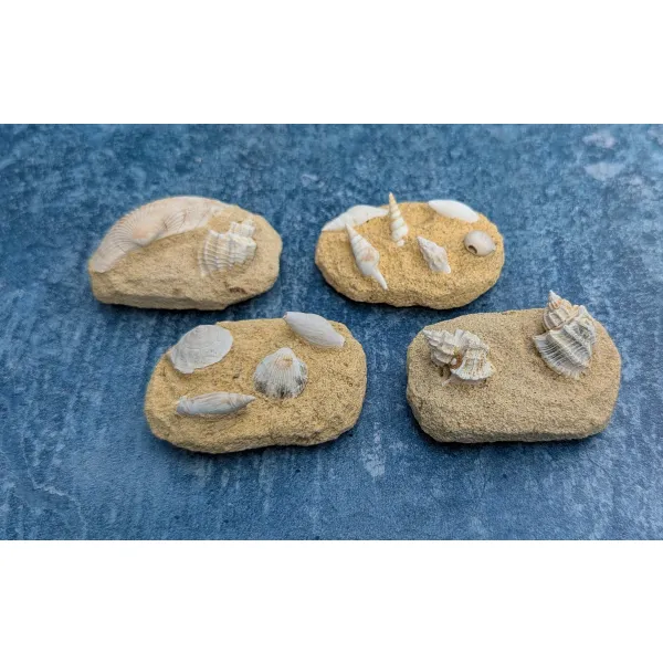 Gastropod fossil specimens 