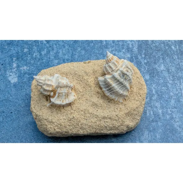 Unusual gift fossil hunter