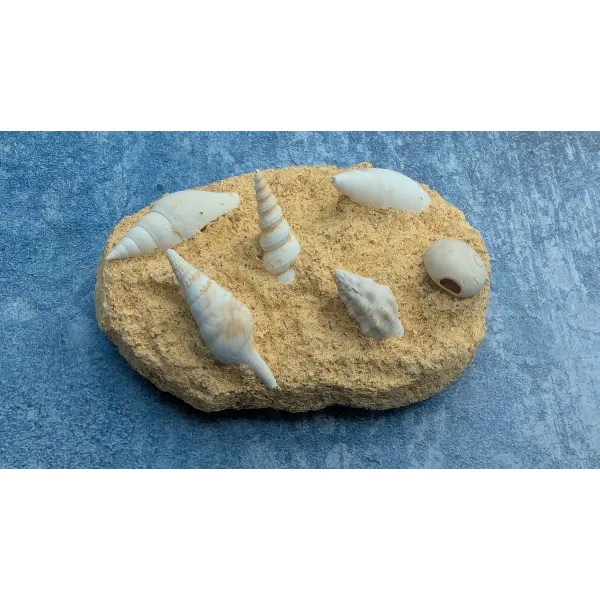 Fossil shells unusual gift mineral collector 