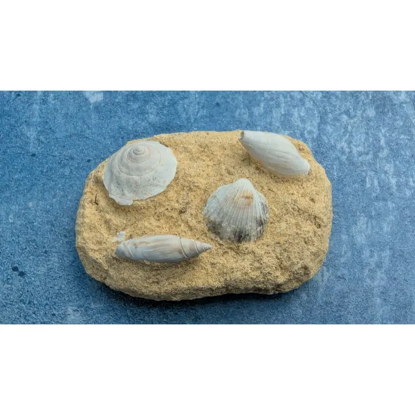 Scallop shell fossils