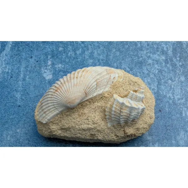 Fossil fans fossilized shells