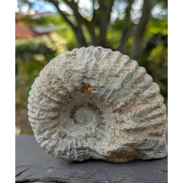 Interesting raw stone ammonite