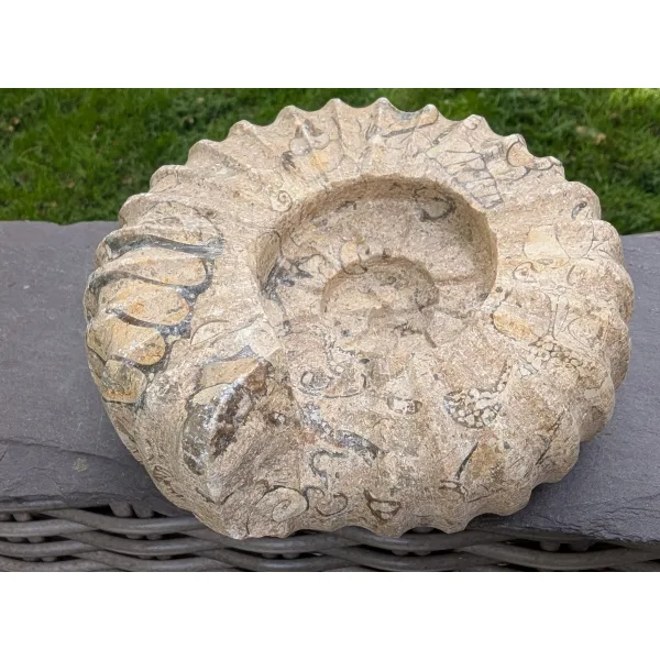Home decor stylish art fossils