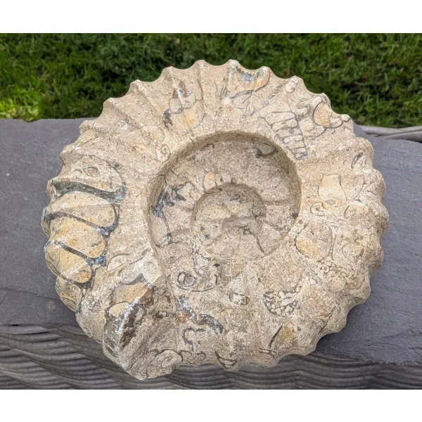 Ammonite sculpture fossilstone
