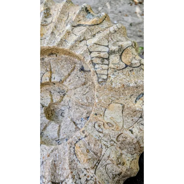 Fossilstone carving ammonite style