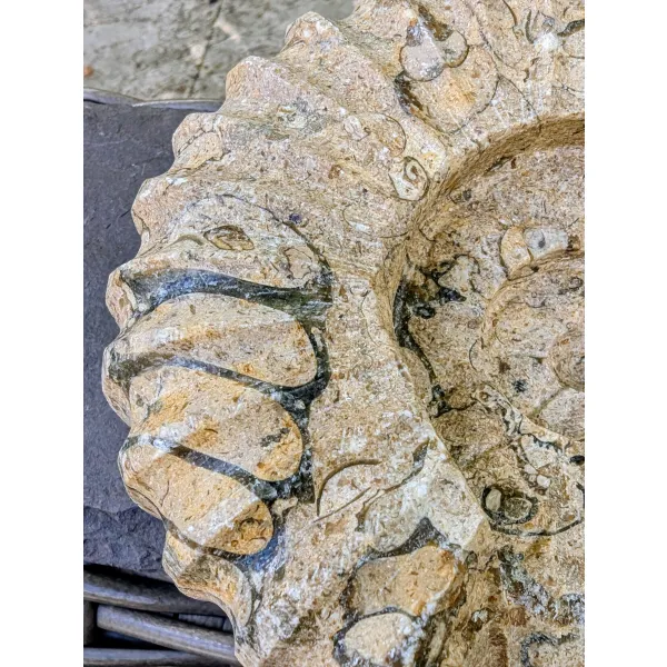 Shell fossils in marble