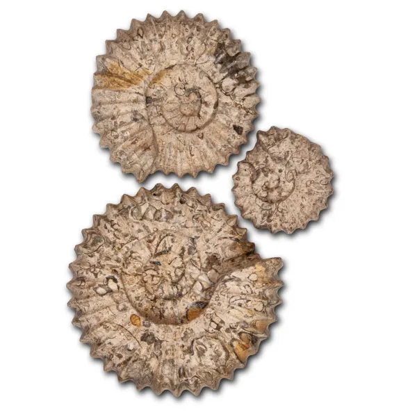 Fossilstone carving home decor