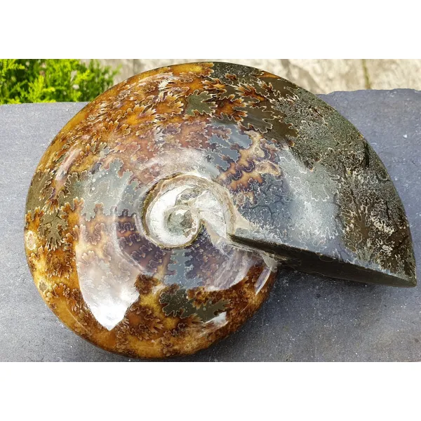 Ammonite II