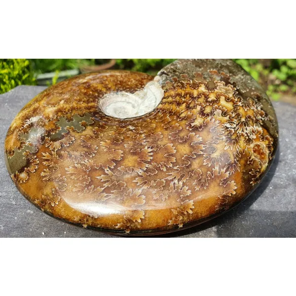 Ammonite II