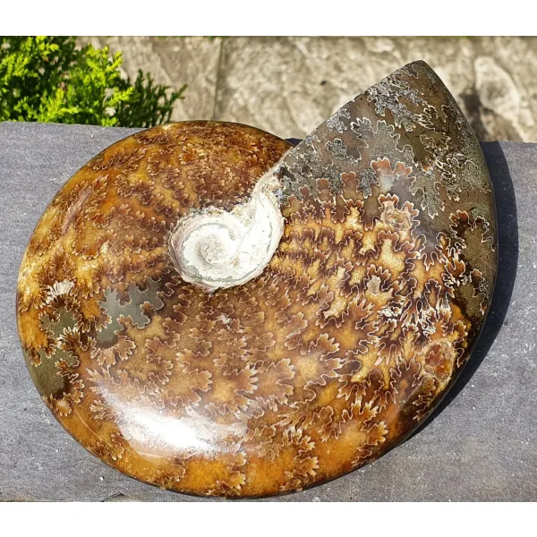 Ammonite II