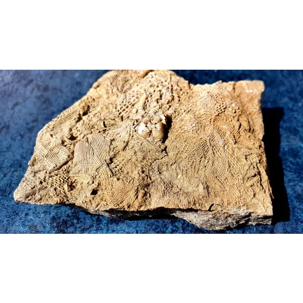 Crinoid fossil Bangor limestone